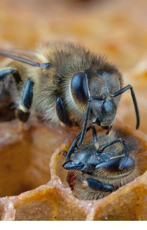 リピータ多数　プロが絞った濃厚な味わいの国産百花蜜 　梅酒瓶入り　おまけ付