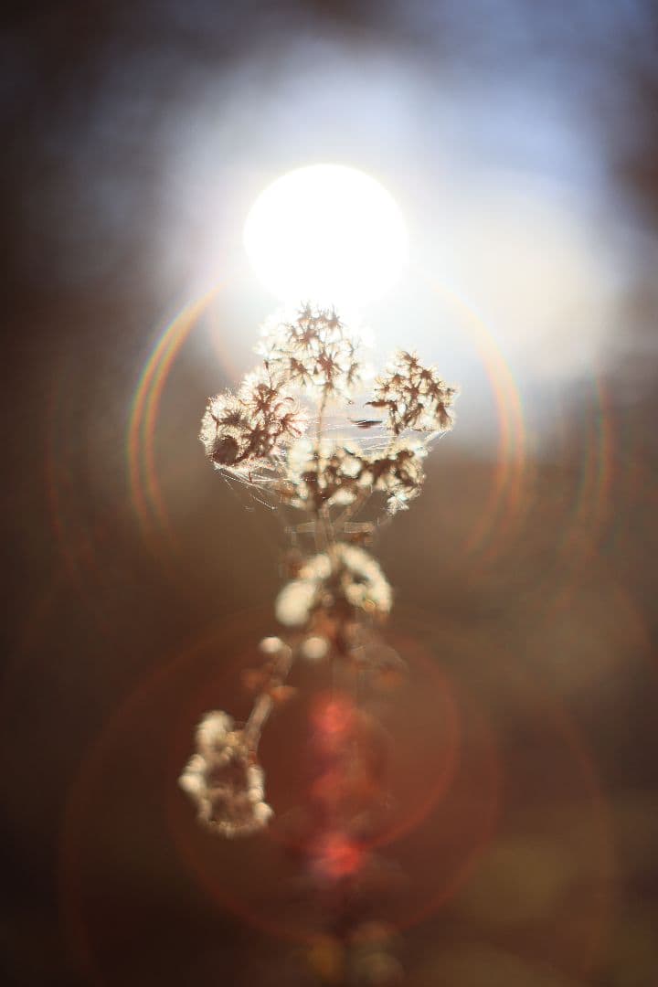 Super-Takumar 55mm F1.8 後期型 S/N：5389244