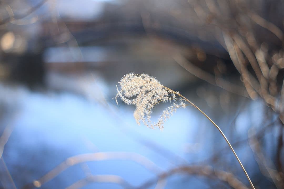 Super-Takumar 55mm F1.8 後期型 S/N：5389244