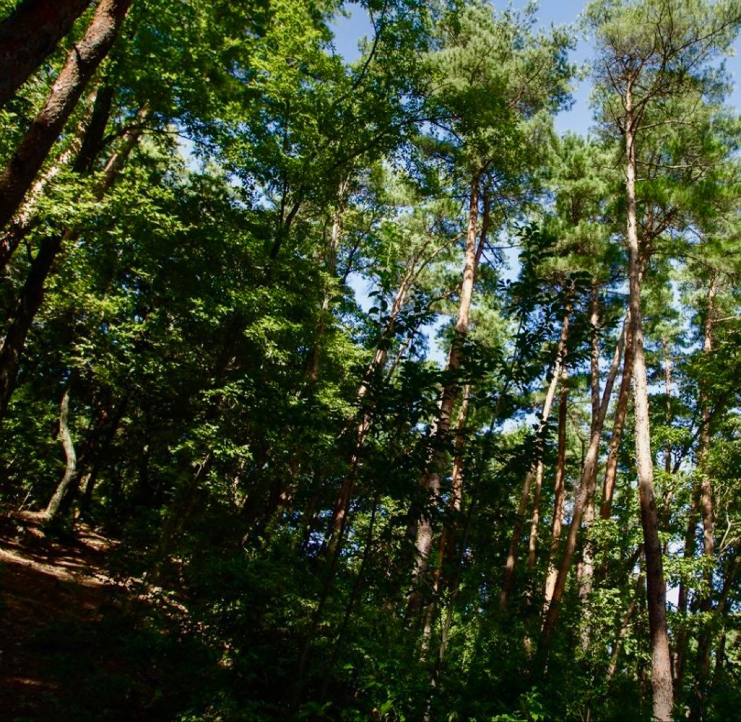 【大人気‼︎ 開き厳選 400g】本日採れ‼︎ 国産 松茸◆クール便発送◆