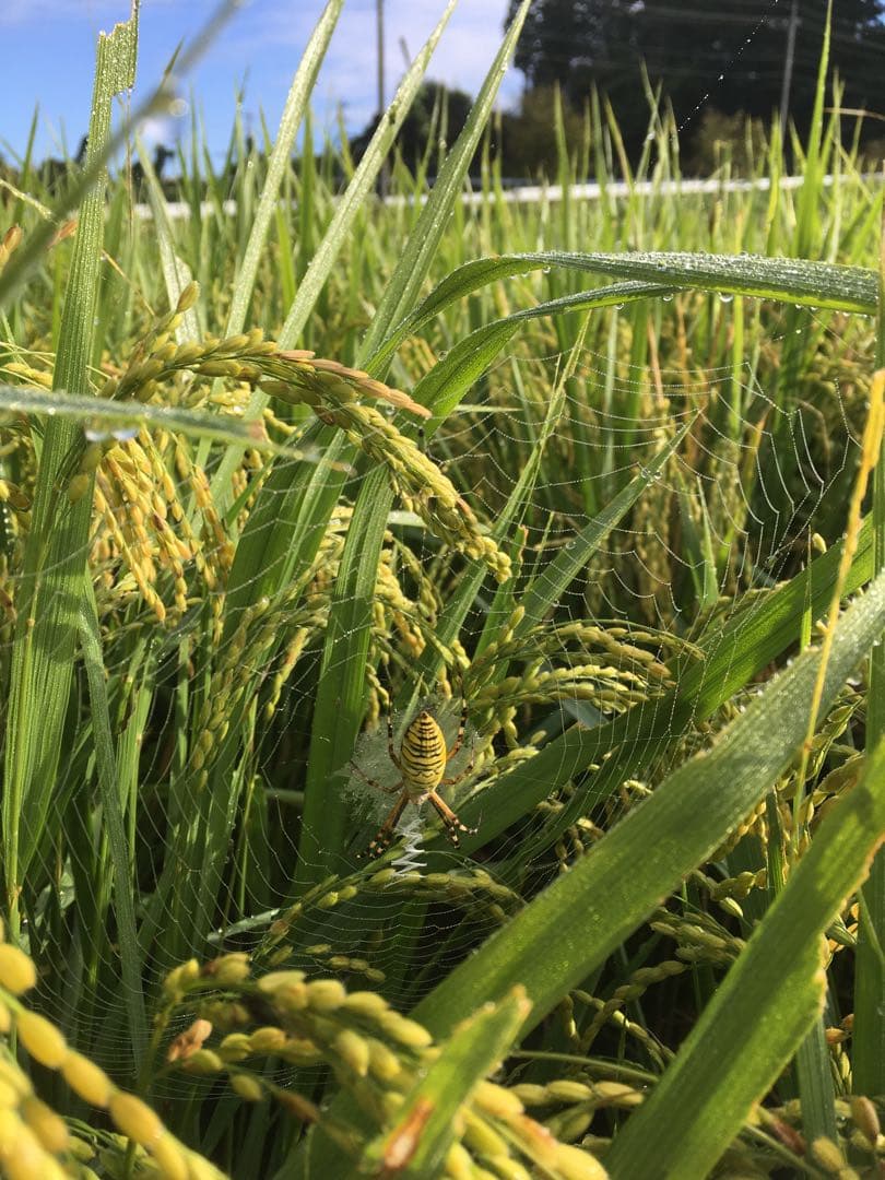 【れんげ米　玄米20.0kg コシヒカリ又はあさひの夢】　農薬不使用