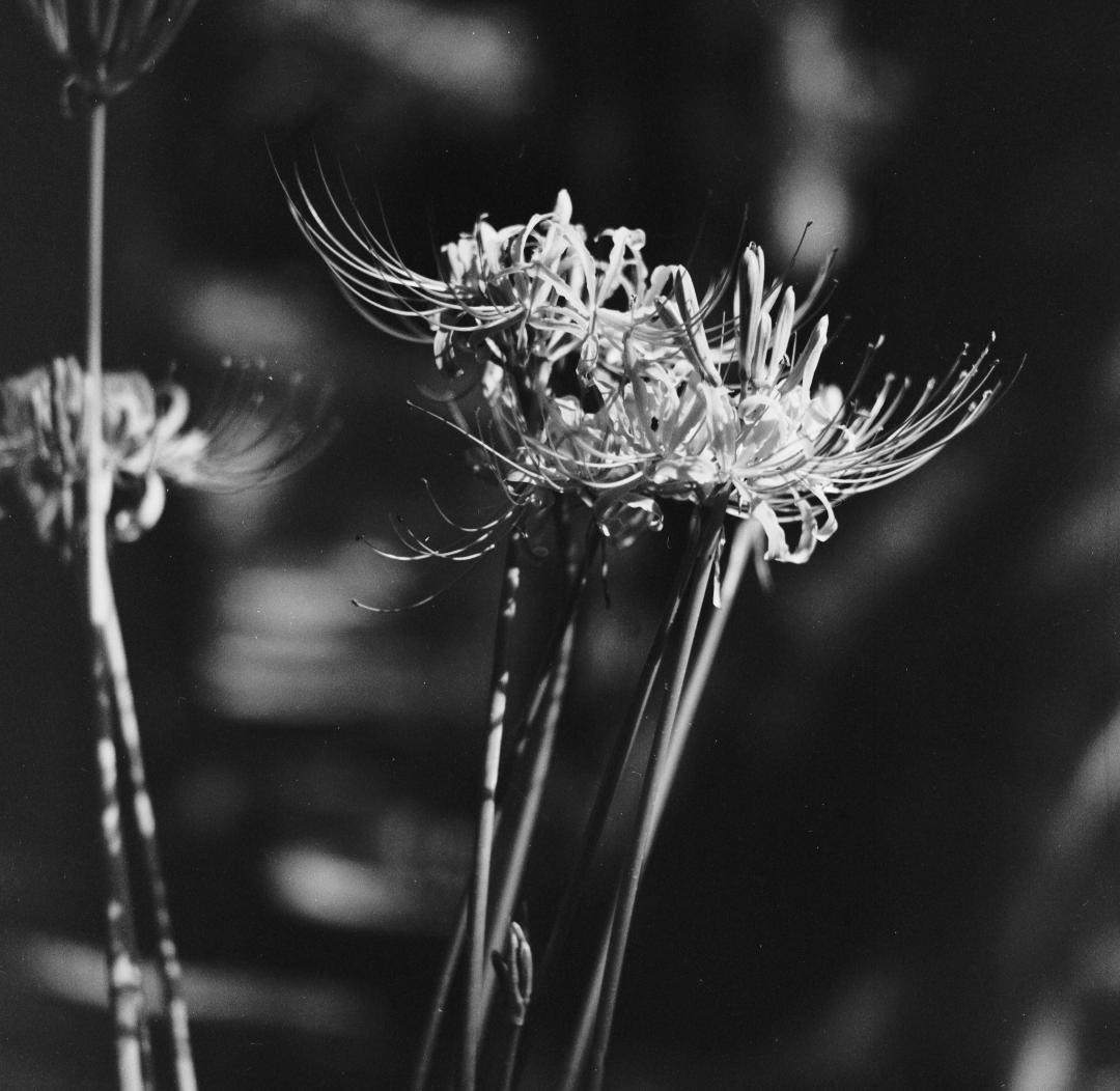 ＜作例あり＞Mamiya C33 Professional 105mmF3.5