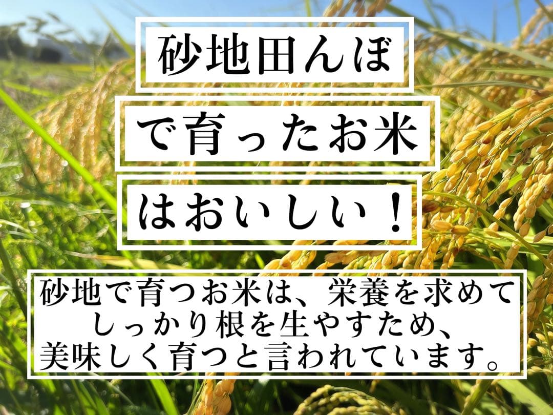 【令和7年度新米】近江米 ミルキークイーン 10kg