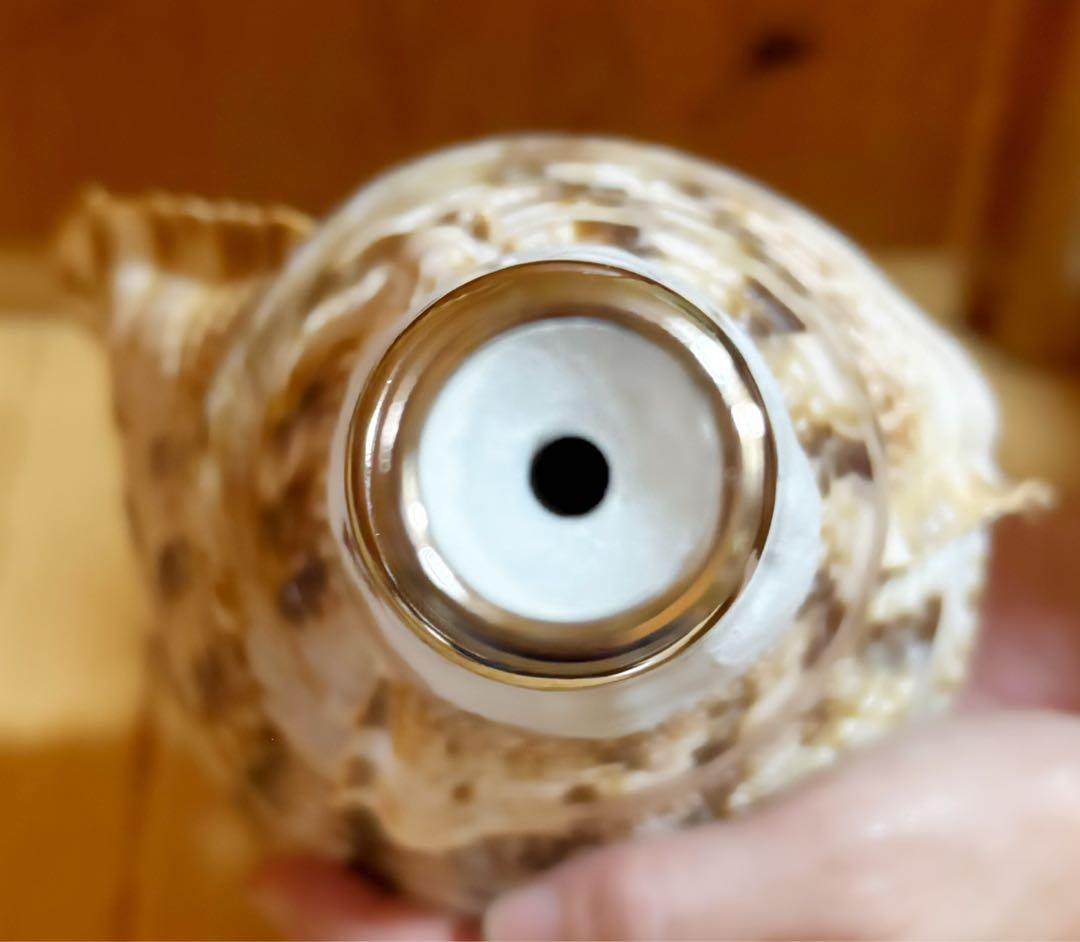 幸せウサギ専用 大型39㎝修験道法螺貝　山伏　密教　魔除け　熊よけ❣️ほら貝