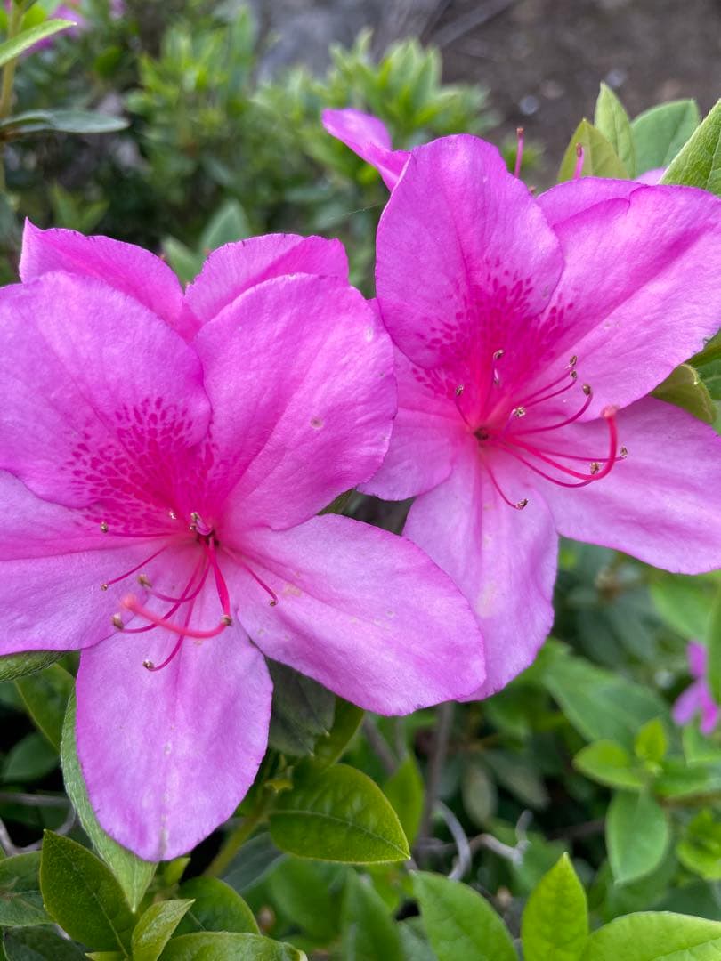 送料無料！9kg180束入り2個お姫さまマーク手延そうめん