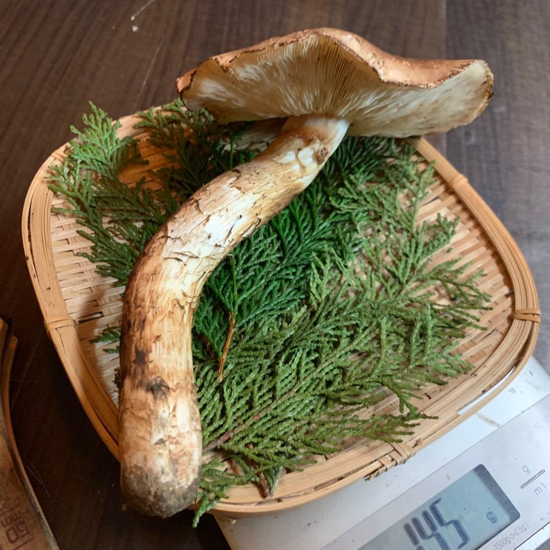 10番【岩手県産天然松茸】収穫最終国産本場　大開き採れたて　食材仕入れ専門セット