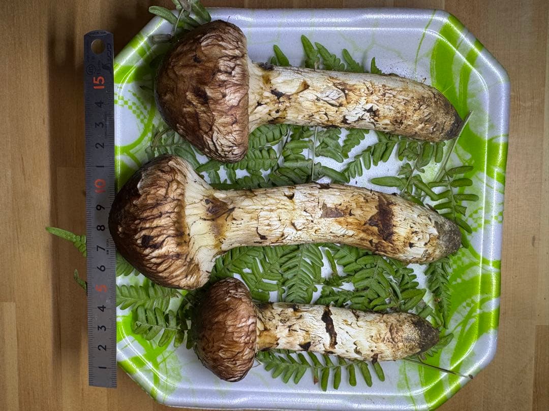 岩手県産　本日採れたて！　松茸　マツタケ　まつたけ　国産