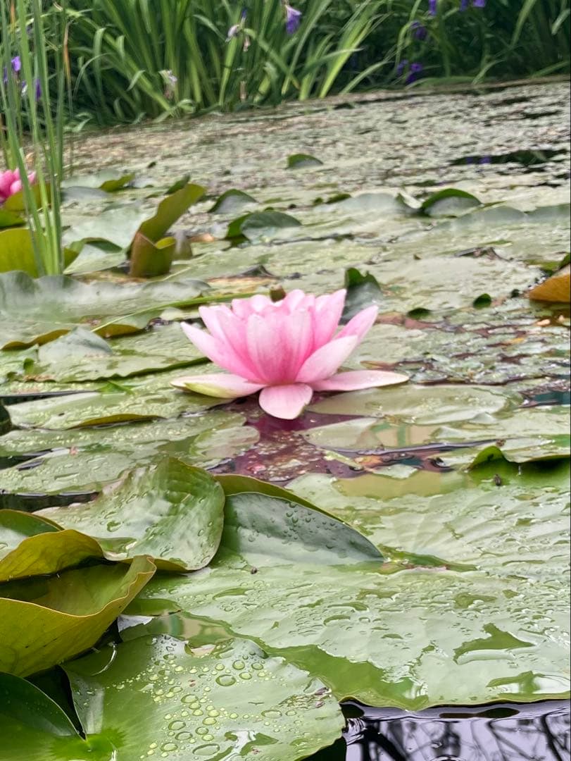ココ　日本蜜蜂　生ハチミツ　蜂蜜