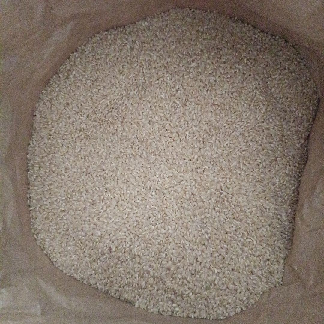 玄米　きぬむすめ　令和7年度産　静岡県　20kg