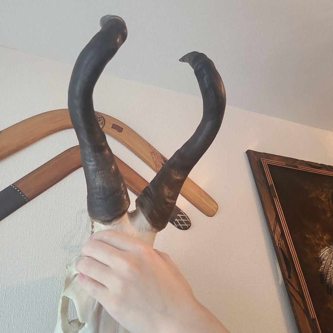 最終値下げ　バッファロースカル　牛頭蓋骨　壁掛け　オブジェ