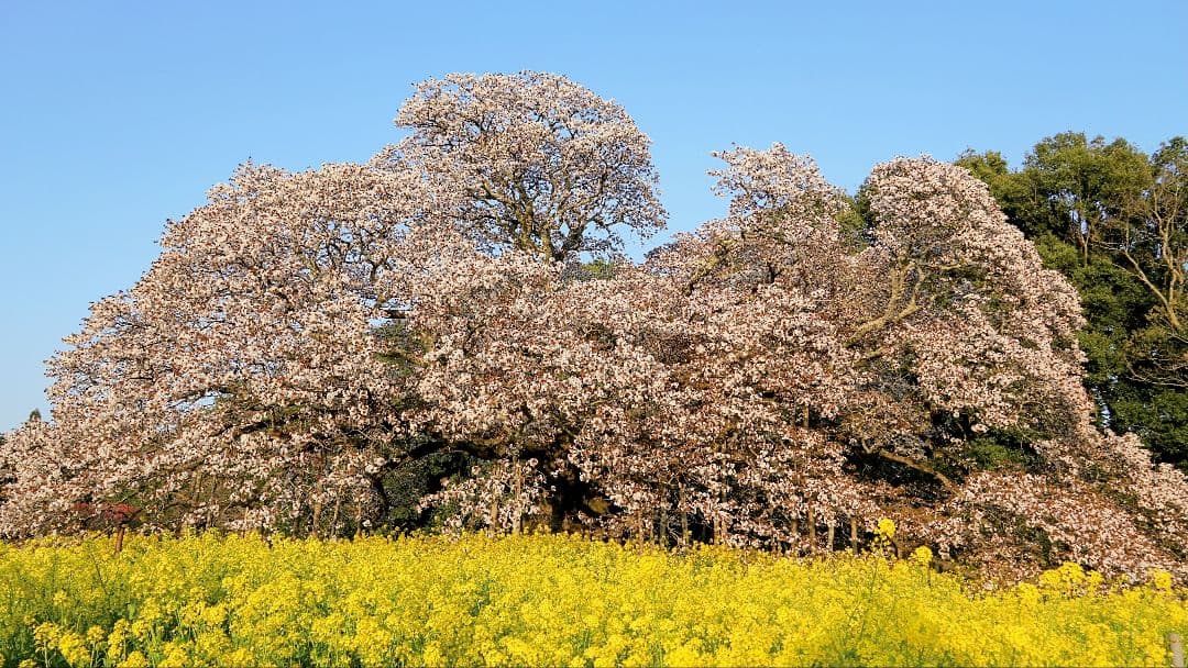 Sony α6000 ミラーレス一眼 本体とレンズセット