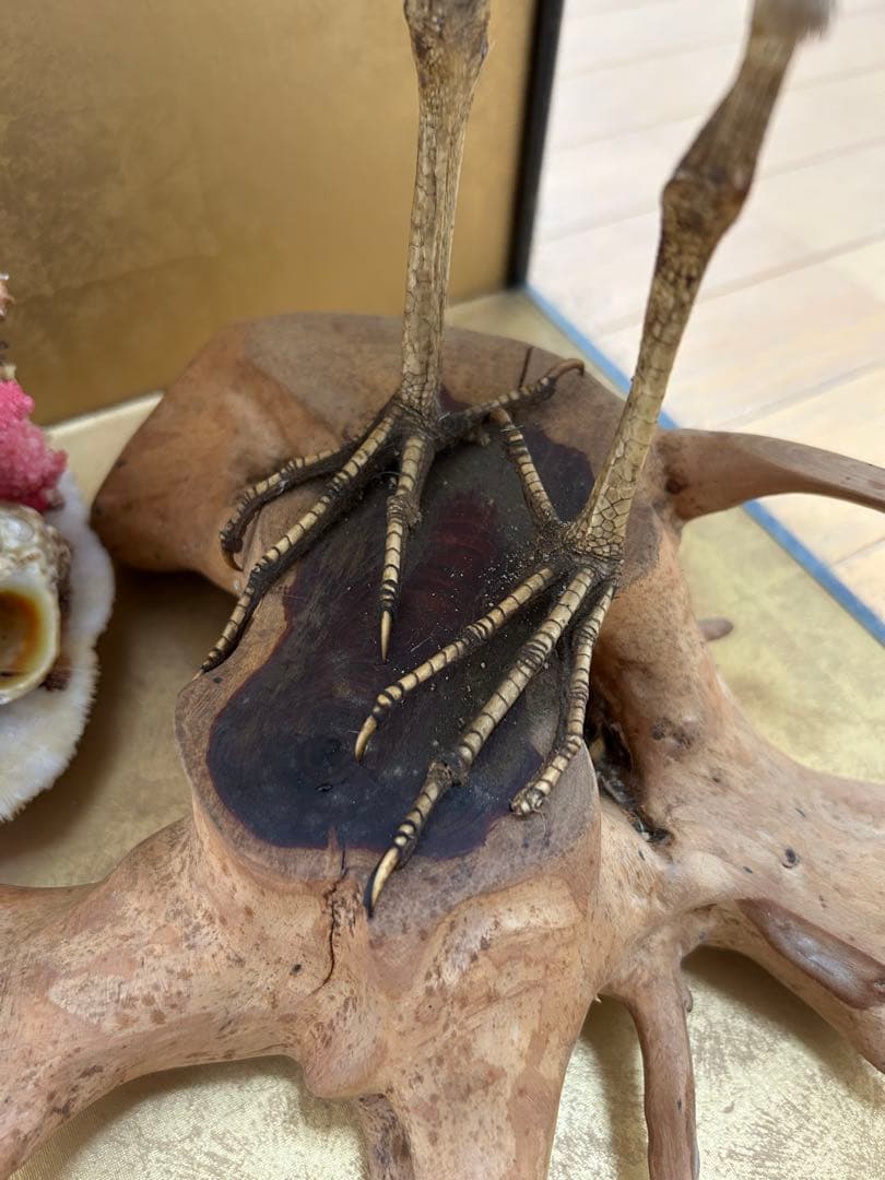 ゴイサギの剥製 ガラスケース入り