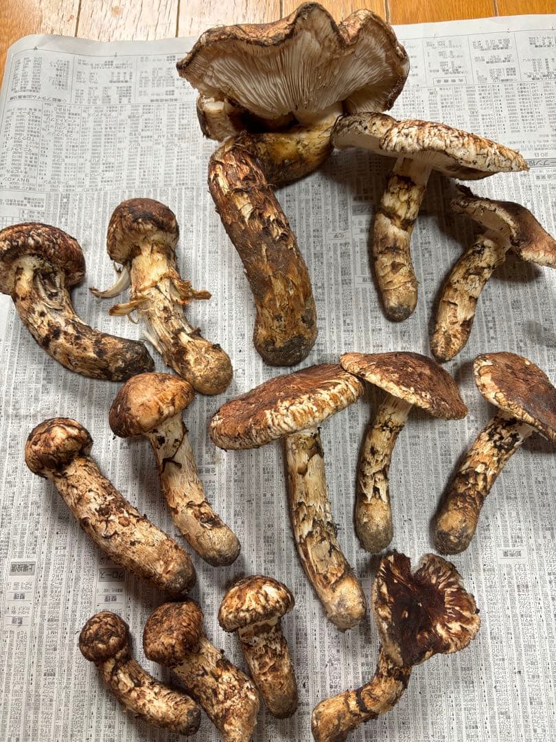 岩手県産マツタケ766g ツボミ、ヒラキ