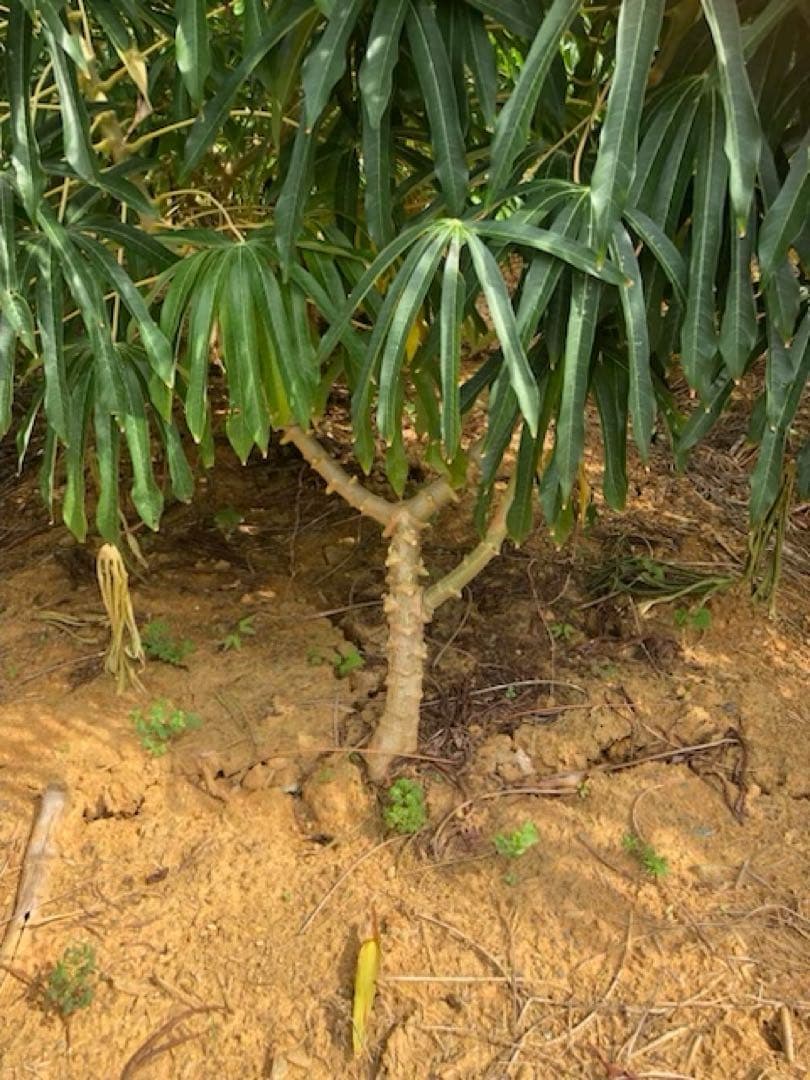 徳之島産キャッサバ生芋薄黄色20キロ入り