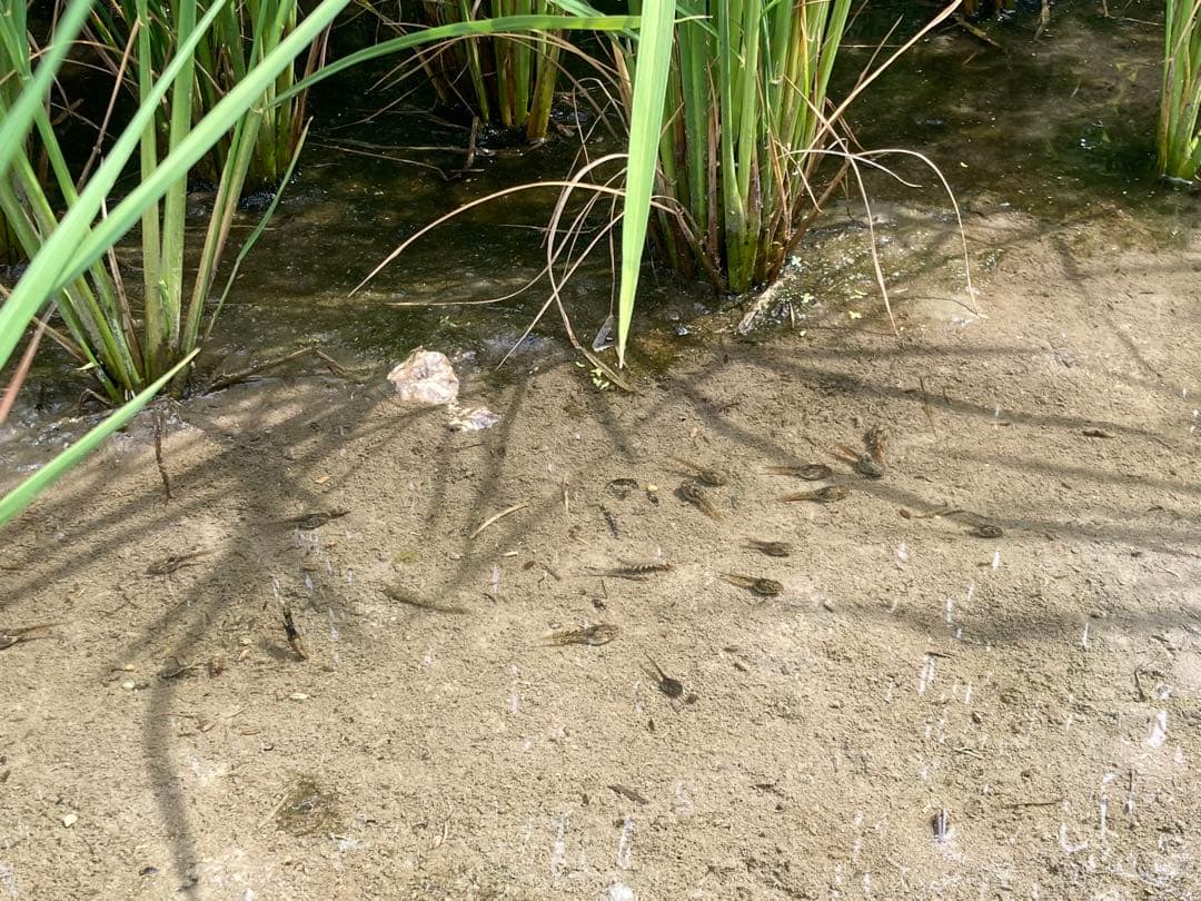 令和7年産 コシヒカリ 天然有機ミネラル栽培米　玄米11kg 精米全国送料込