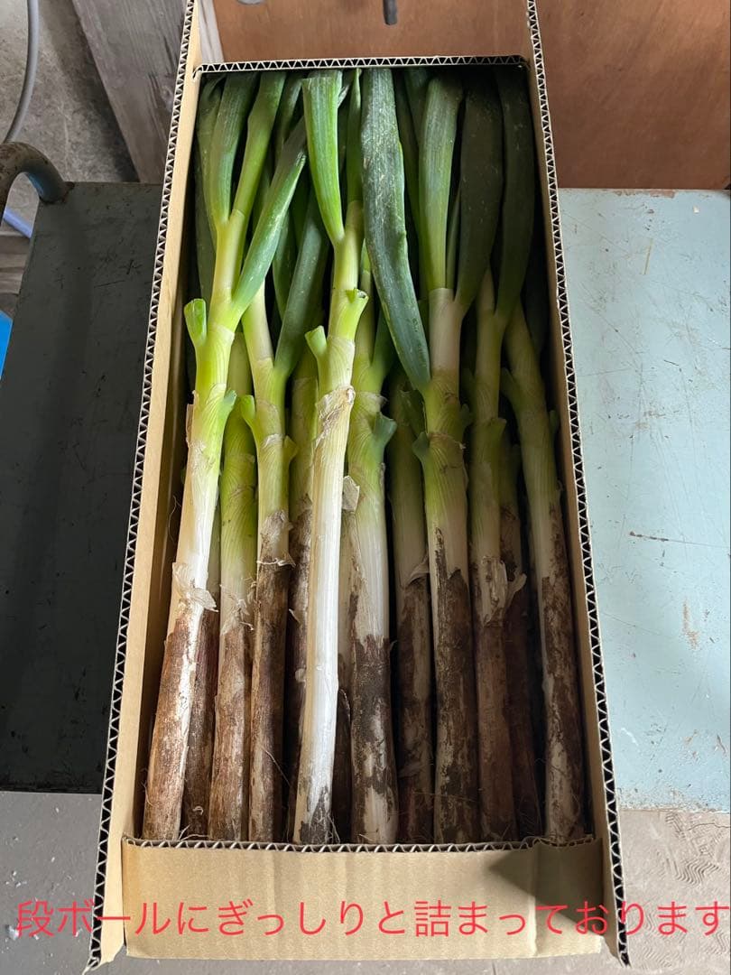 （2）農家直送千葉県産ミネラル豊富な長ネギ20㎏おまけ付き