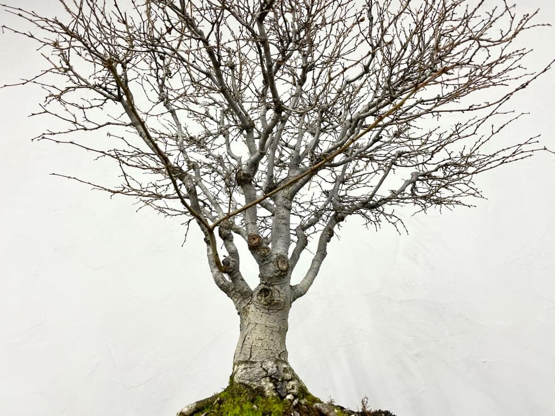 三河盆栽　ケヤキ　盆栽
