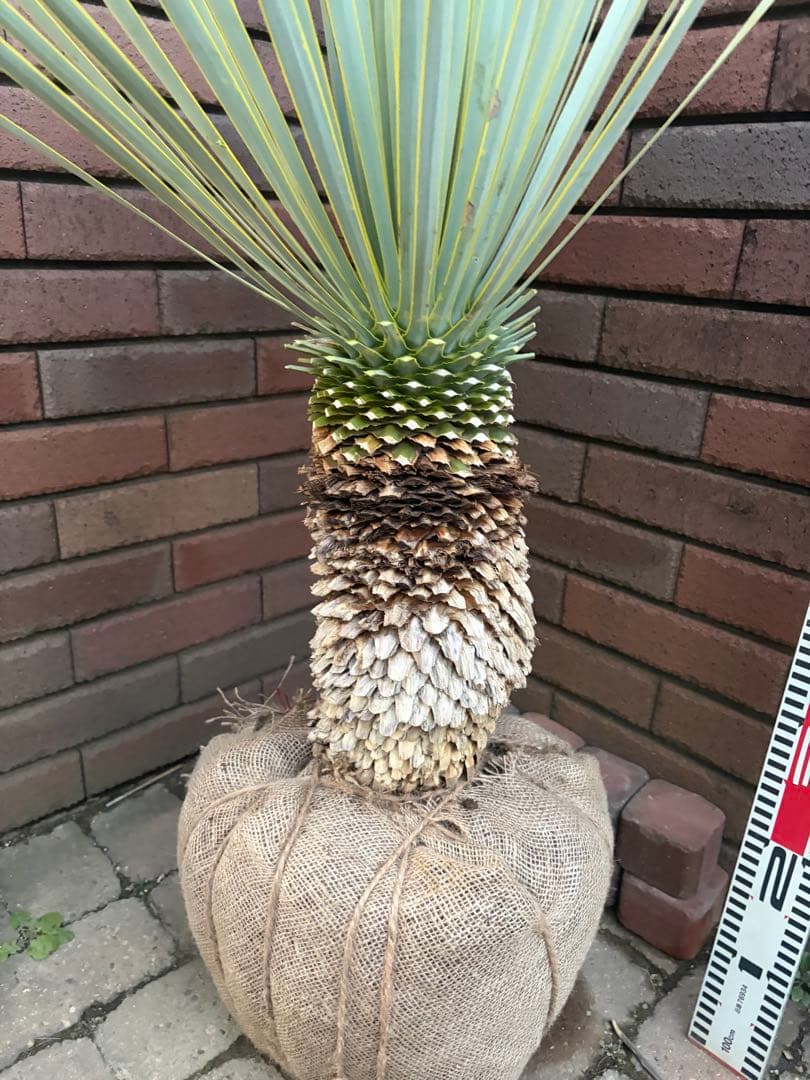 専用 ユッカ　ロストラータ　あ