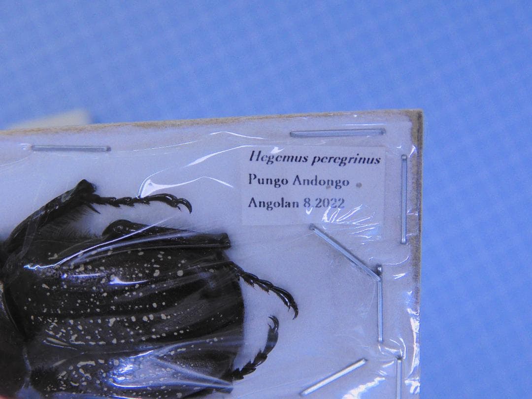 アンゴラ産　珍品ハナムグリ　38mm