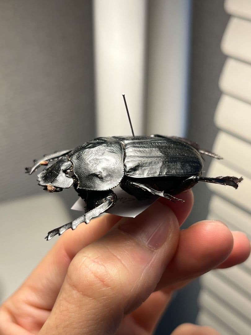 【属内2位】スネブトタマオシコガネ スカラベ糞虫フンチュウ昆虫標本