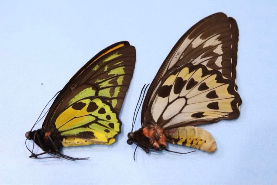 アカメガネトリバネアゲハ！ペア！標本1