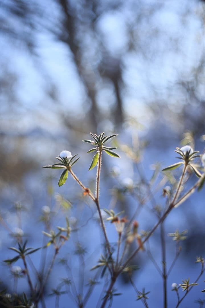 RICOH XR RIKENON 50mm F2 第一世代 【美品】