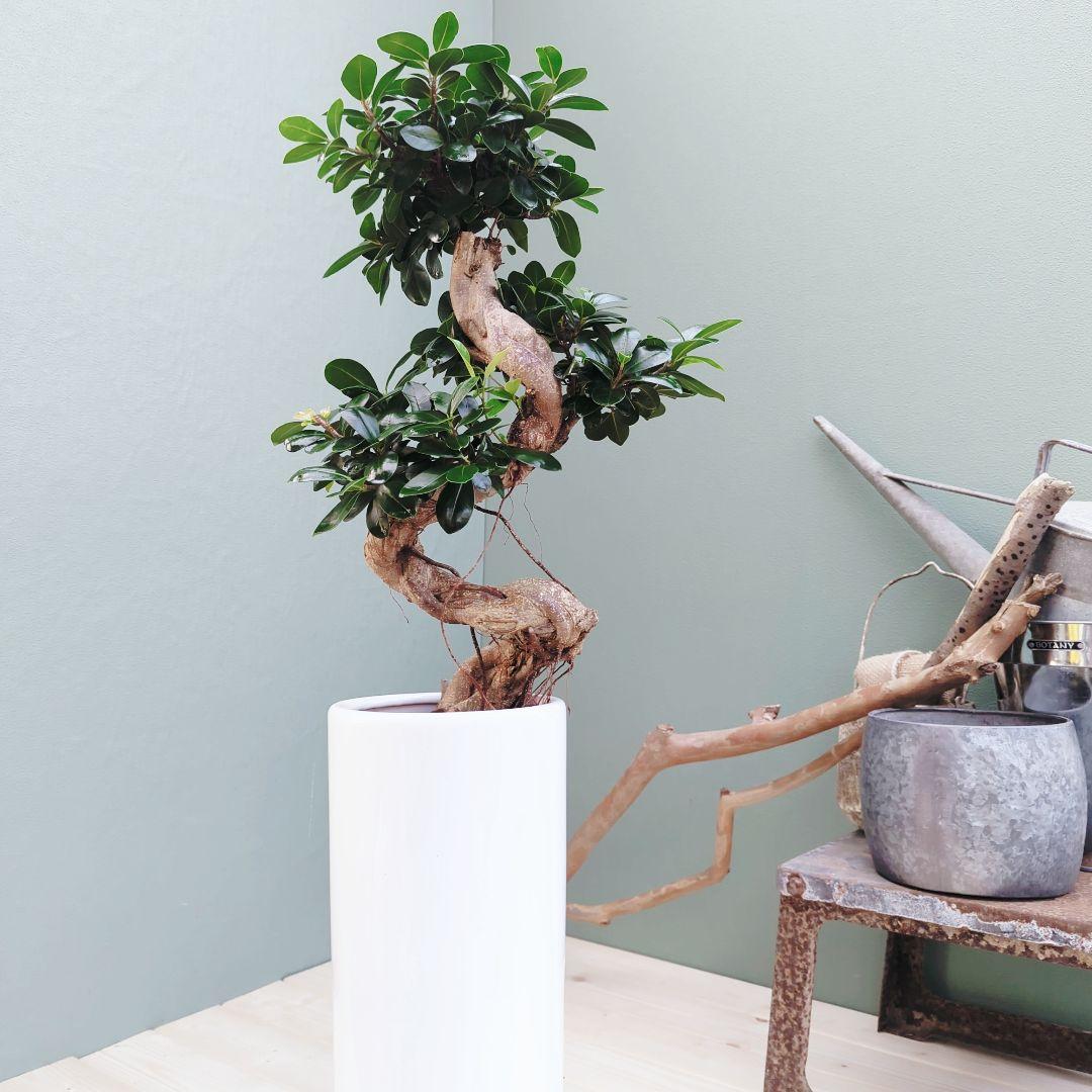 c63amg (現品)昇り龍 曲がり 根上８号