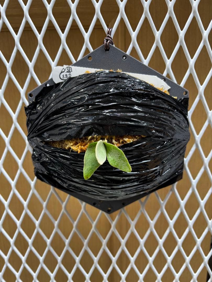 P.Willinckii ''Mew'' sporeling ドワーフ確定