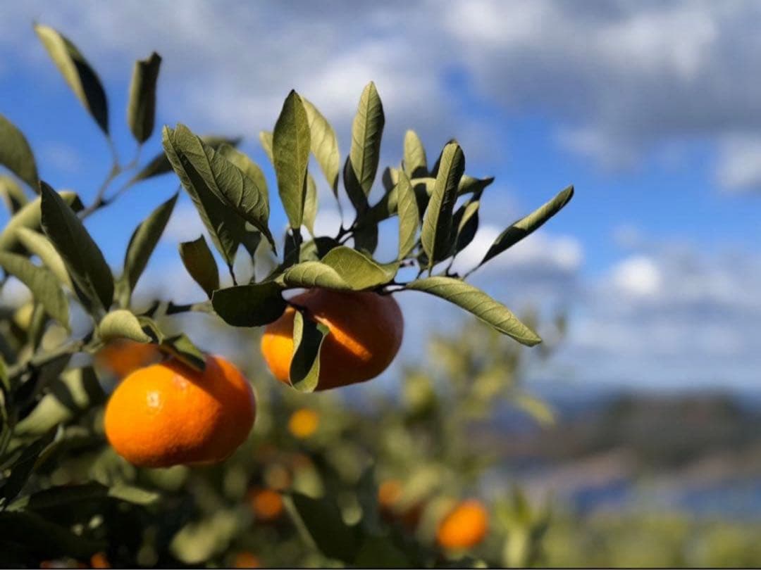 ⑦温州みかん 樹熟大坊みかん 優品(家庭用傷あり)2S、S、10kg