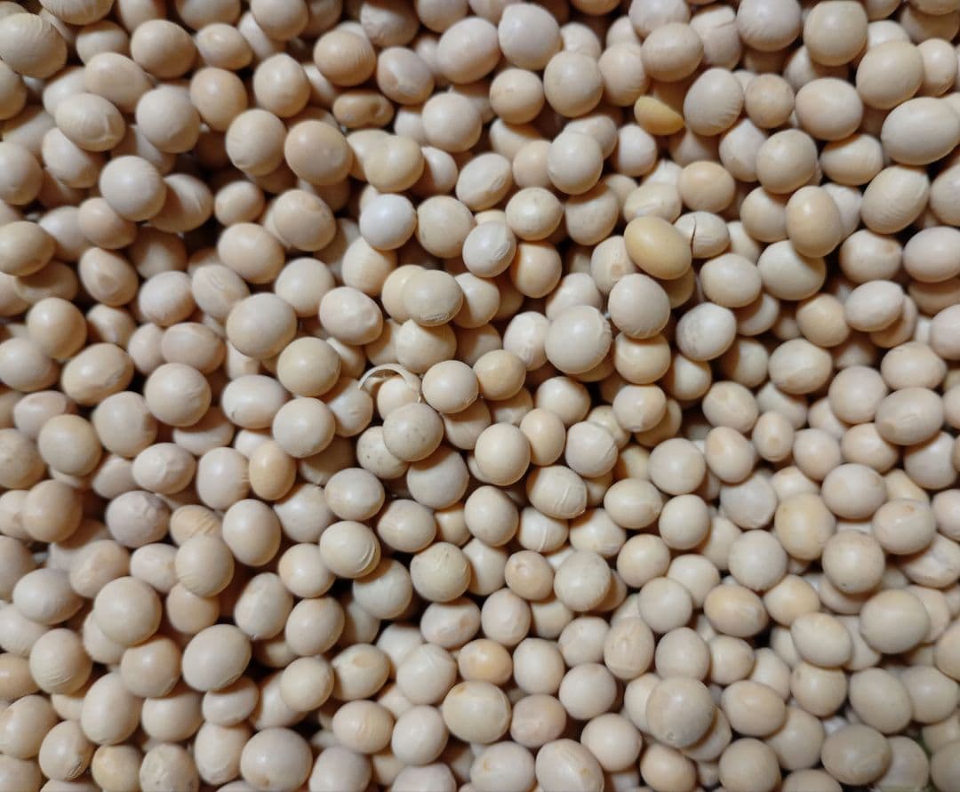 大豆 長野県産大豆　2025年産薬品磨き不使用　中粒加工用　少し訳あり10kg