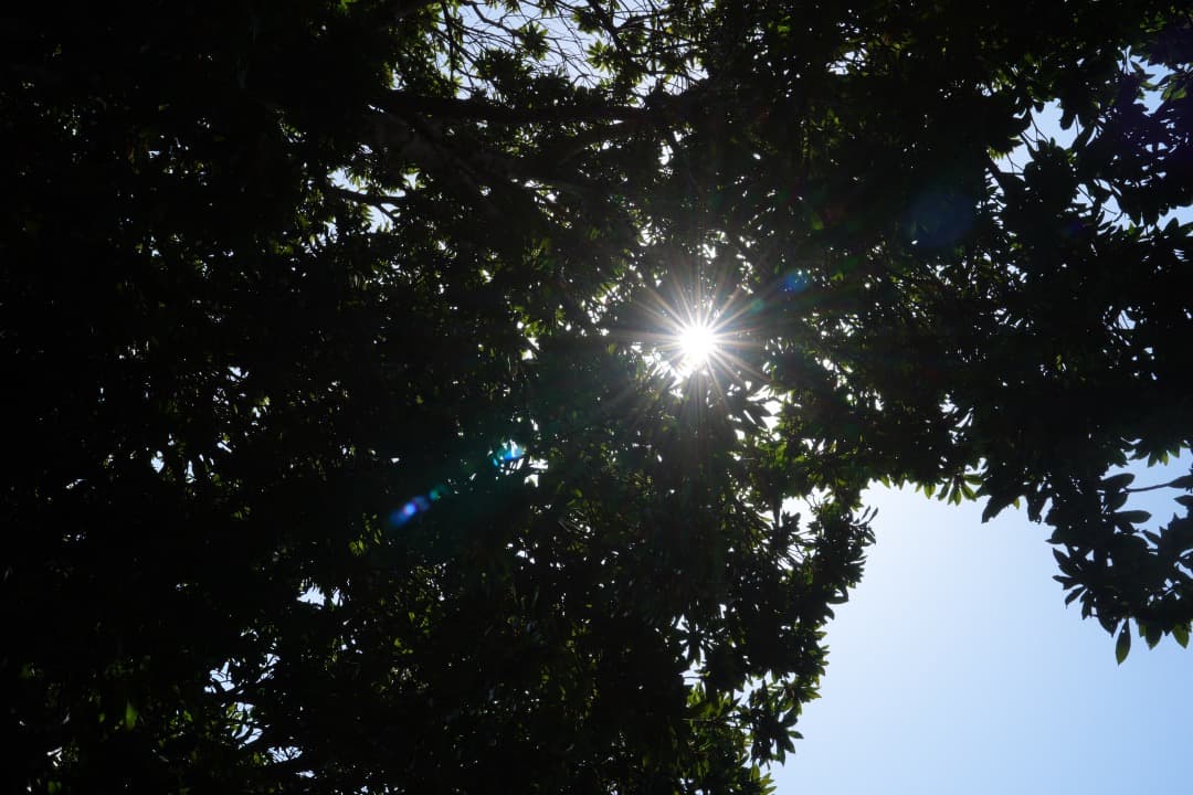 【最高の1本】Carl Zeiss Batis 40mm F2 CF付属品完備