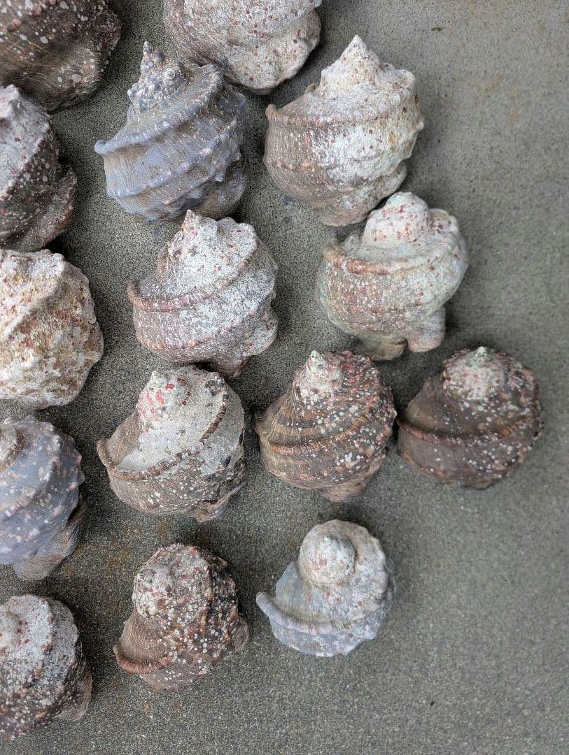 夜光貝24個セット400g〜900g約16kgまとめ売り