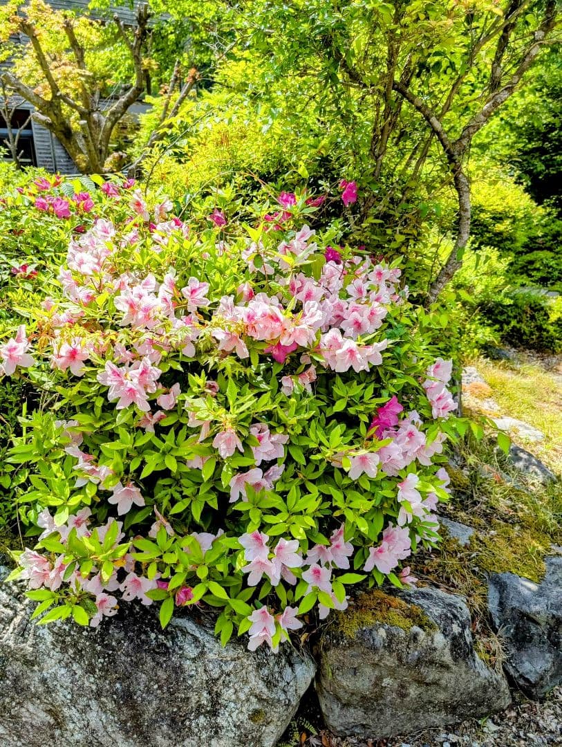 ひまうい様　5.20 ウサギ　レジンヘアゴム　ぬいぐるみ　ビタミンたっぷり色