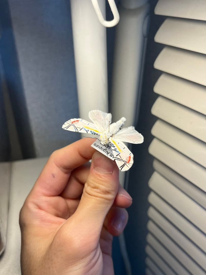 【LAST個体】ピカソモスタナバタユタカヤガ蛾ルナモスミズアオモルフォチョウアゲ