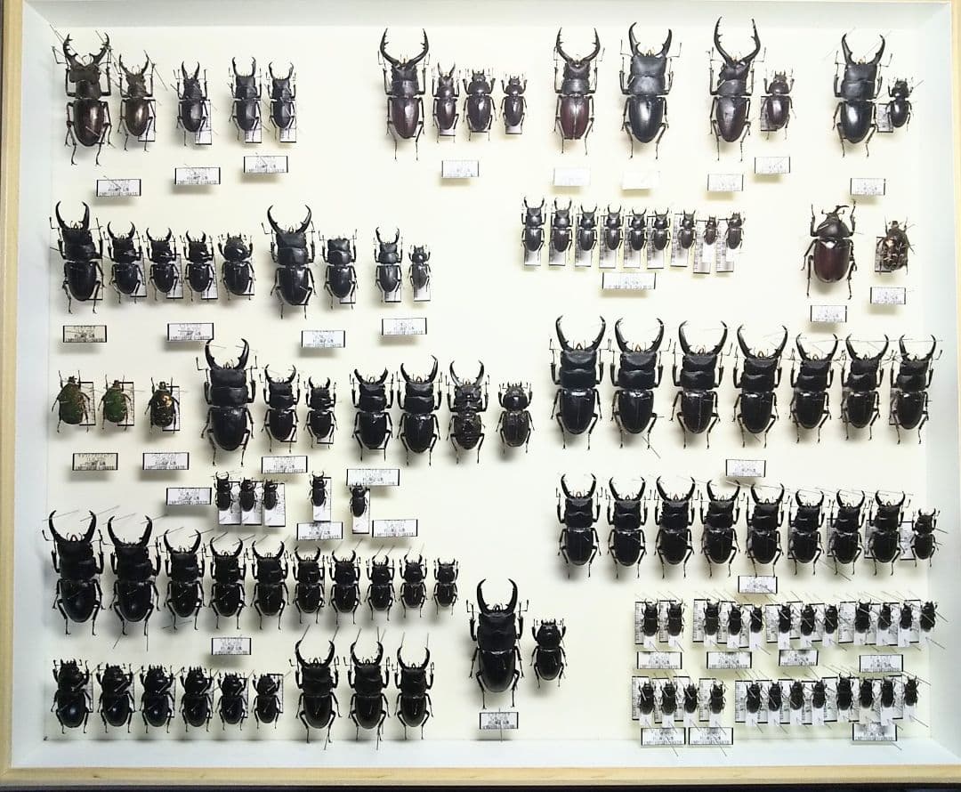 村山輝記採集・製作　クワガタ調査標本No.192（流出品）