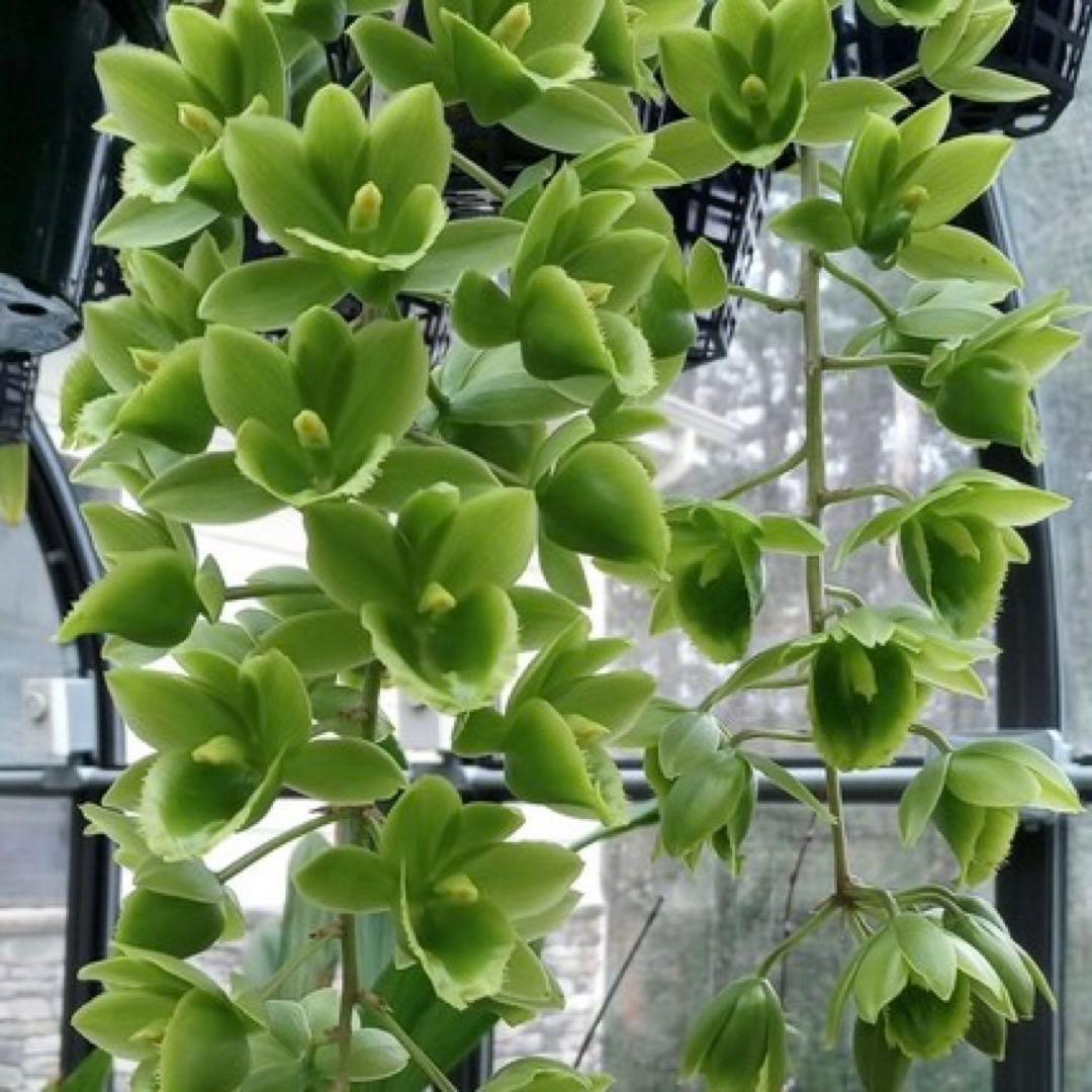 グリーンタケノコ蘭 SVO Fdk. Turning point カタセタム