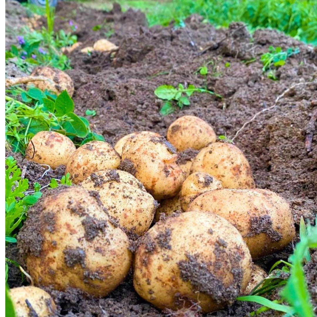 幻の　じゃがいも　ジャガイモ　16