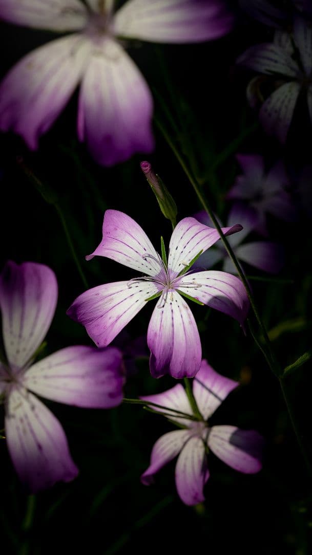 本日限定価格！　Thypoch simera 50mm f1.4 Mマウント