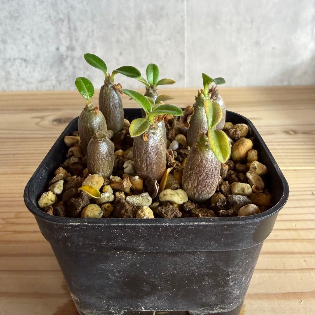 9株セット　パキポディウムウィンゾリー 国内実生株