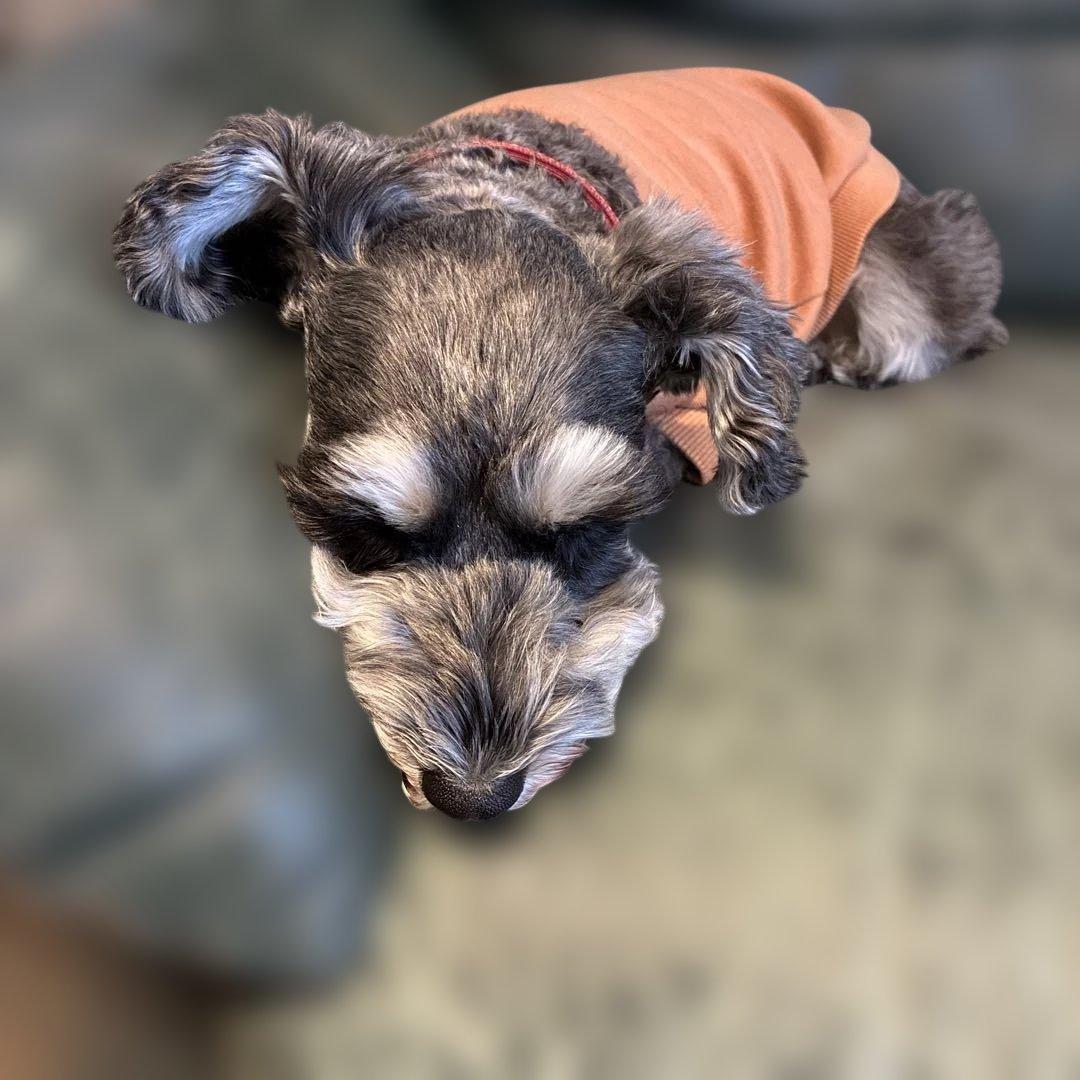 ルンバJ7ロボット掃除機本体 シルバー集塵機セット