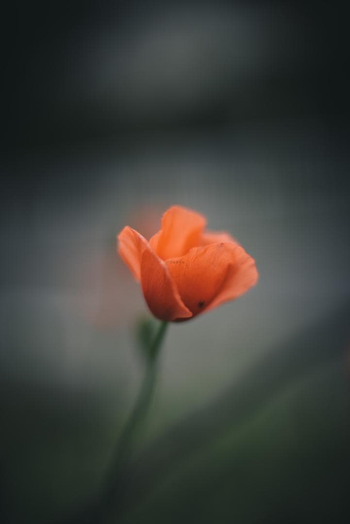 8枚玉！Super-Takumar 50mm f1.4 前期 オールドレンズ