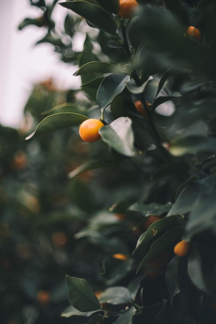 8枚玉！Super-Takumar 50mm f1.4 前期 オールドレンズ