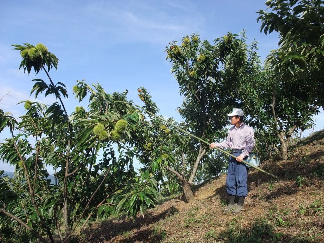幻の栗⭐︎中山栗2L~4L混合5kgクール便（匿名不可）農家直送2025-018