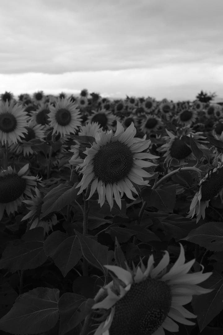 FUJIFILM X-Pro3 本体　［付属品多数］