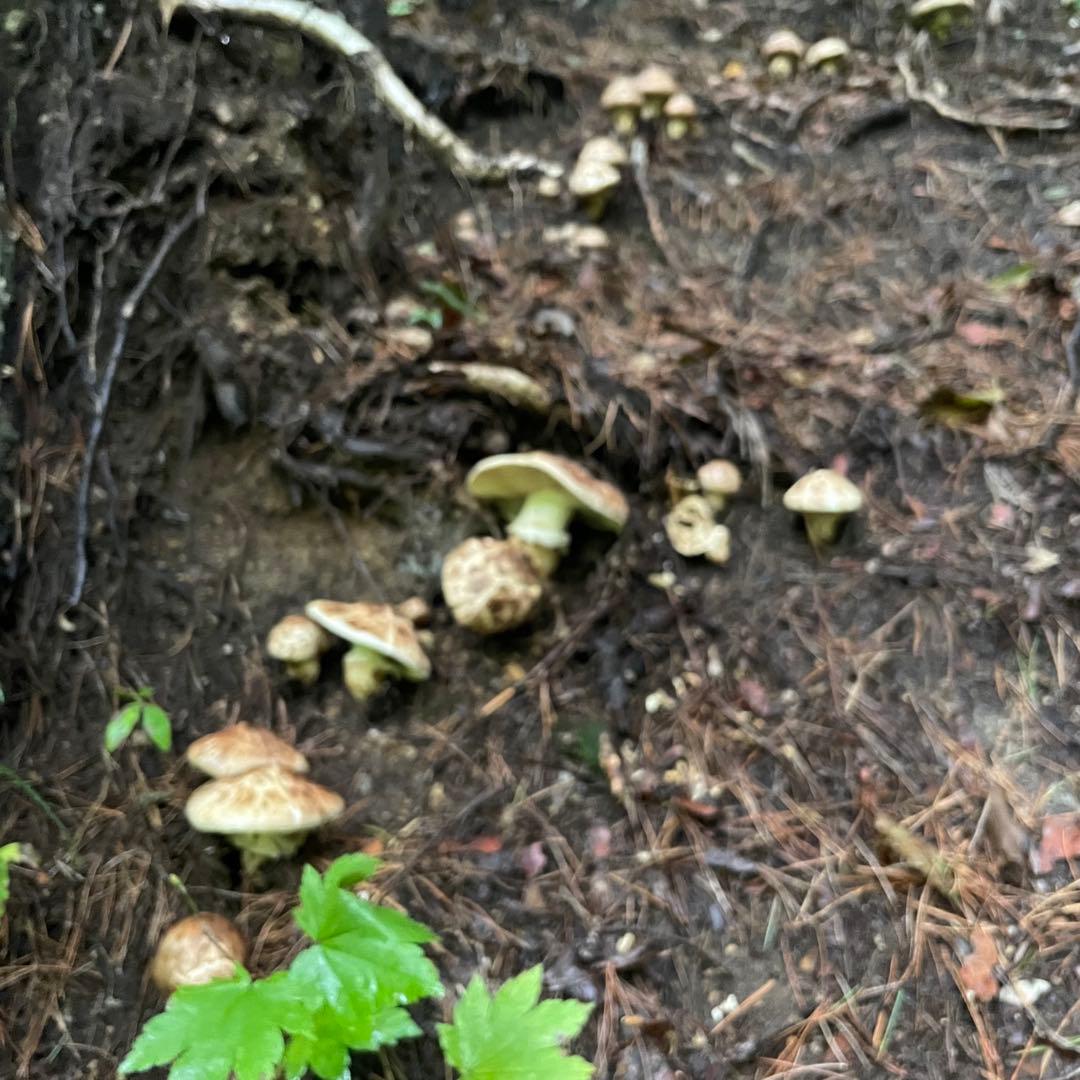 天然きのこ 松茸 国産 マツタケ まつたけ 大自然の凛さん採取その153