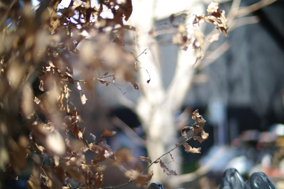 中一光学　M0.95/50mm SPEEDMASTER及びプロテクトフィルター