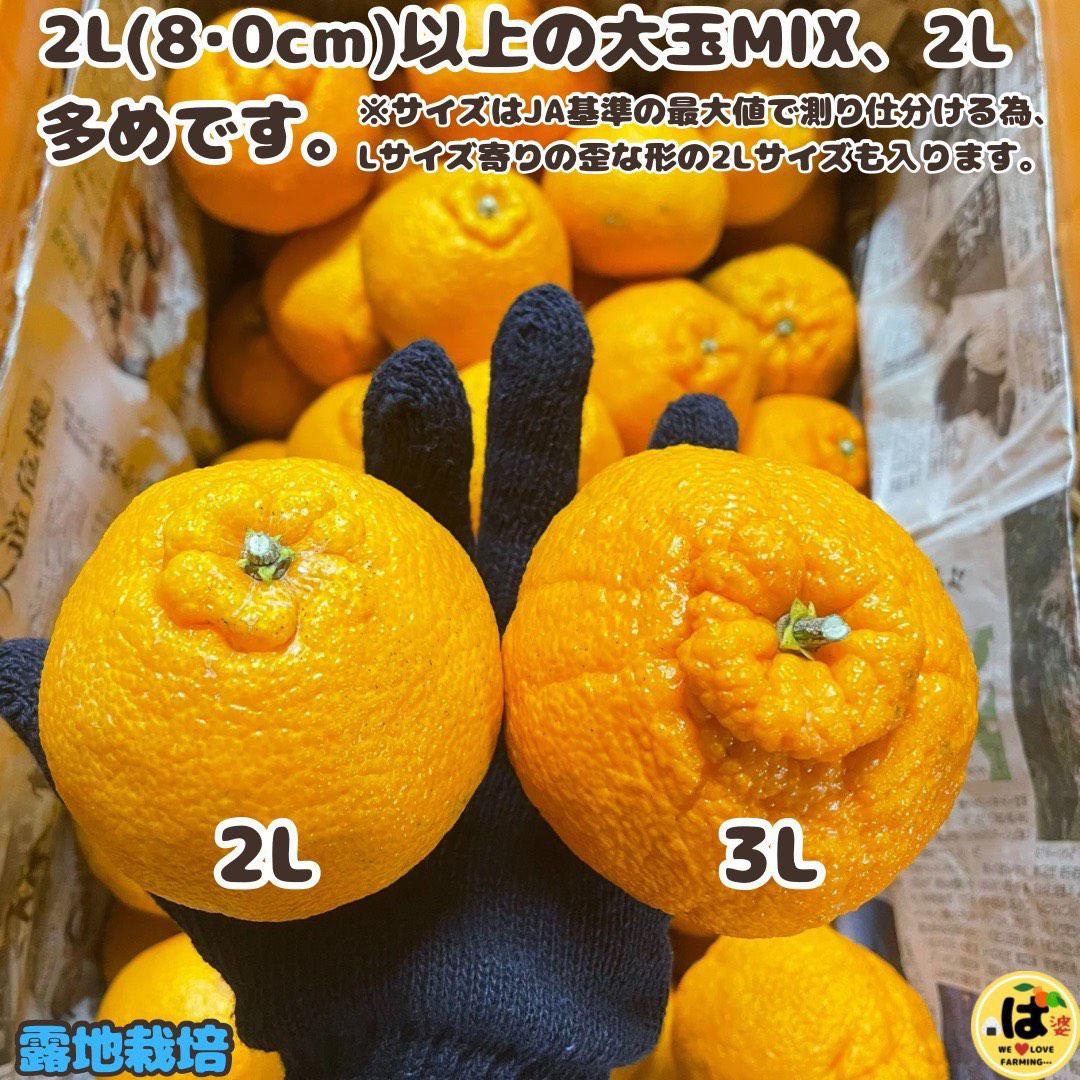 ※確認用　大玉MIX箱込み9.5kg以上【露地栽培　不知火　デコポン　肥の豊】