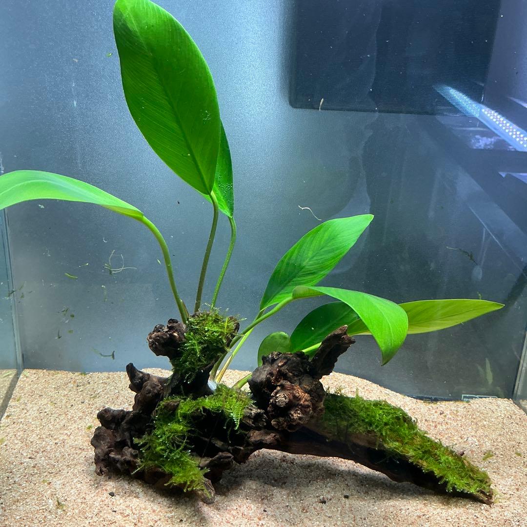 ☆atsupapa☆様 リクエスト 4点 まとめ商品　水草