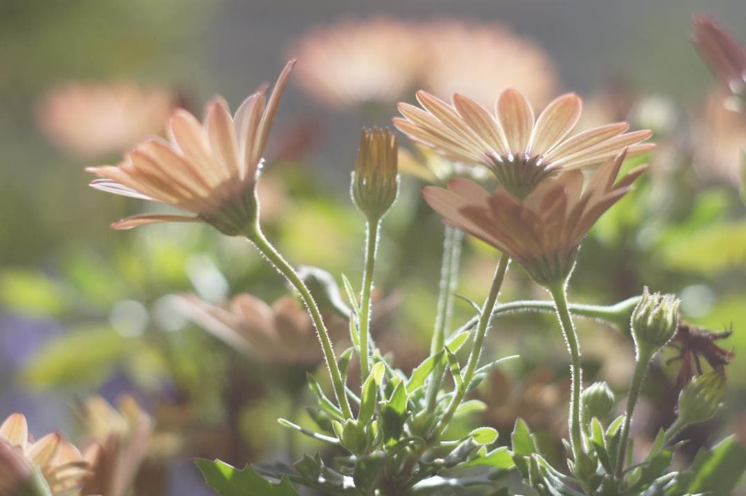 極美フレア_作例有✨ PENTAX スーパータクマー 55mm f1.8 前期型