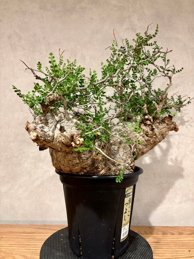 【希少樹形】パキプス／左右均等丸型・発根済み　みやび鉢